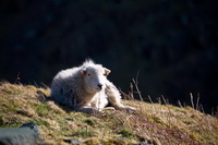 Ambleside, Boustead Hill, Herdwick Art Studio, Hayton (Brampton), Matterdale End, Great Musgrave, Blencathra, Herdwick Art, Herdwick Sheep Sketch, Hard Knott, Herdwick Sheep Acrylic Painting, Hawkshead, Kirkhouse, Stainton With Adgarley, Dollywaggon Pike, Herdwick Ewe, Herdwick Artwork, Kentmere Pike, Embleton, High Street, Herdwick Sketch, Mixed-Media Herdwick Art, Loft Crag, Yewbarrow, Brandreth,  Lake District, Cumbria.