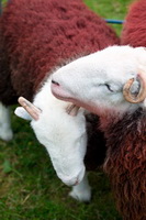 Middle Fell, Herdies, Herdy Art, Herdwick Sheep Art Studio, Drybeck, Dodd, Soulby (Kirkby Stephen), Sandwith, Herdy, Skiddaw Little Man, Herdwick Drawings, Helvellyn, Herdwick Sheep Sketch, Herdwick Sheep Oil Painting, Temple Sowerby, Low Newton, Abbeytown, Catstycam, Seathwaite Fell, Herdwick Sheep Art, Witherslack, Herdwick Wall Art, Lakeland Sheep, Steeple, Ullscarf, Isel,  Lake District, Cumbria.