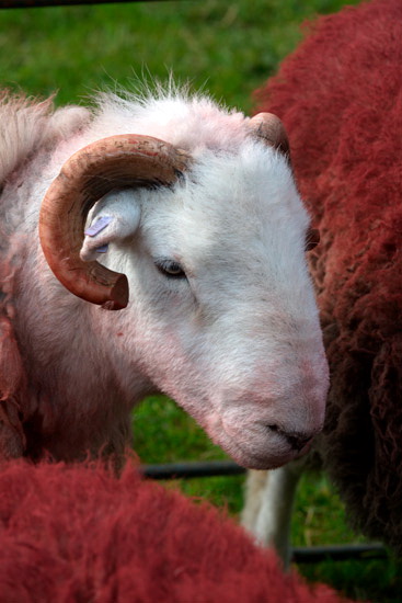 Burneside Valley Herdwick Sheep - Lakeland Photos - Art Prints Burneside Valley Herdwick Sheep