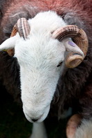 Great Orton, Herdwick Artwork, Herdy, Grey Knotts, Herdwick Sheep Oil Pastels, Binsey, Herdy Sheep Artist, Bowscale Fell, Talkin, Herdy Sketches, Herdy Ewe, Crag Fell, Crosscanonby, Torpenhow, Seatoller, Allen Crags, Walla Crag, Great Dodd, Pillar, Holker, Castle Crag, Boltongate, Herdy Wall Art, Dollywaggon Pike, Brigham, Black Combe, Herdwick Sheep Prints, Longlands,  Lake District, Cumbria.