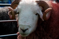 Herdwick Sheep Oil Pastels, Greystoke, Little Strickland, Herdy Wall Art, Gavel Fell, Herdwick Sheep Art Studio, Glenridding Dodd, Great Crosthwaite, Herdy Art, Ard Crags, Swarthmoor, Threlkeld, Herdwick, Herdies, Long Side, Warwick Bridge, Port Carlisle, Harrington, High Spy, Gleaston, Great Cockup, Watch Hill, Sallows, Seat Sandal, Leece, Lakeland Sheep, Herdwick Sheep, Baycliff,  Lake District, Cumbria.