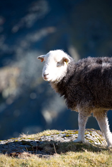 Lakeside Lake district Sheep