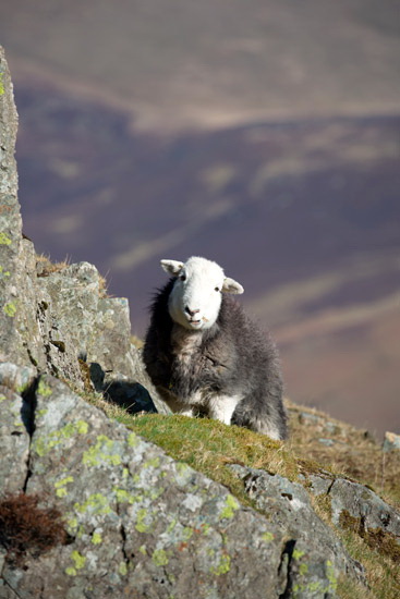 Bolton Valley Herdwick