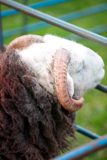 Millom Farm Lakeland Sheep