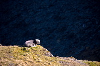 Nab Scar, Raven Crag, Gowbarrow Fell, Waterhead, Warwick-on-Eden, Herdwick Artwork, Bowscale Fell, Herdwick Sheep Oil Painting, Anthorn, Herdy Wall Art, Herdwick Sheep Sketch, Herdy, Aikton, Holme Fell, Loadpot Hill, Dendron, Bowscale, Lakeland Herdy Artworks, Herdy Sketch, Herdy Sketches, Mellbreak, High Hartsop Dodd, Lorton (High and Low), St. Bees,  Lake District, Cumbria.