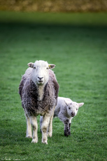 Knock Herdwick Sheep