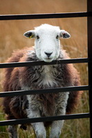 Selside, Herdwick Sheep Art Studio, Colton, Herdwick Sheep Oil Painting, Tarn Crag (Easedale), Watendlath, Whicham, Rest Dodd, Gibson Knott, Herdwick Wall Art, Glenridding Dodd, Herdwick Sheep Oil Painting, Middle Fell, Kirkcambeck, Knock, Bowness-on-Solway, Herdwick Sheep Acrylic Paintings, Herdy Sketch, Lakeland Sheep, Herdy Wall Art, Sail, Seatoller, Cumwhitton, Orthwaite, Herdwick, Herdwick Sheep, Knott, Green Gable, Herdwick Sheep Sketch,  Lake District, Cumbria.