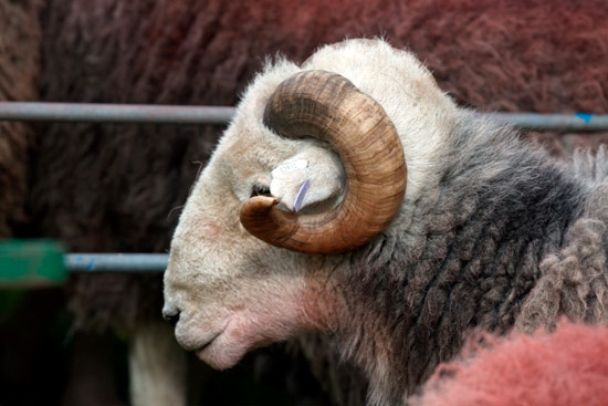 Dent Field Lakeland Sheep