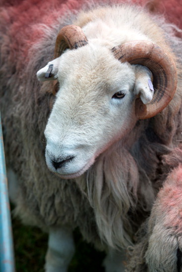 Orthwaite Farm Lake district Sheep - Lakeland Photos - Art Prints Orthwaite Farm Lake district Sheep