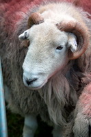 Blencow, Herdy Ewe, Herdwick Sheep Art, Castle Crag, Hart Crag, Coniston, Monkhill, Herdy Art, Herdwick Sheep Art Studio, Nenthead, Herdwick Sheep Oil Painting, Herdwick Sheep Oil Painting, Brown Pike, Herdwick Sheep Acrylic Paintings, Herdy, Harter Fell, Eskdale, Herdwick Drawings, Edenhall, Herdy Sketch, Camerton, High Newton, Cumwhitton, Boot, Seatallan, Hartsop Dodd, Middleton, Starling Dodd, Herdies, Wether Hill, Herdwick Artwork, Pavey Ark, Great Calva,  Lake District, Cumbria.