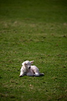 Broom Fell, Eaglesfield, Moor Row, Birks, Tarn Crag (Easedale), Dean, Seatoller, Hartsop above How, Herdwick Artwork, Herdwick Wall Art, Scoat Fell, Dollywaggon Pike, Herdwick Sheep Acrylic Paintings, Herdy Wall Art, Sergeant Man, Haycock, Herdy Sheep Artist, Kirkcambeck, Knott, Birker Fell, Herdwick Sheep, Stonethwaite, Great Dodd, Herdy Sketches, Herdy, Bakestall, Little Strickland,  Lake District, Cumbria.