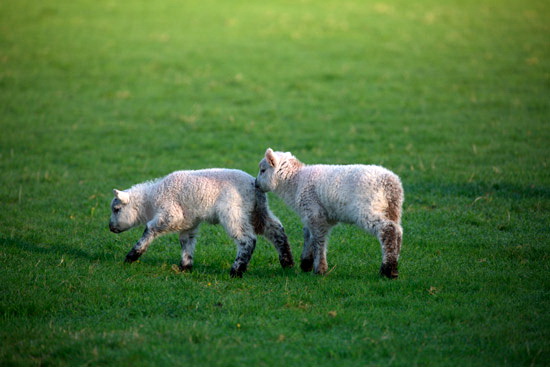 St. Bees Farm Lakeland Sheep