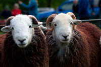 New Hutton, Salkeld Dykes, Harter Fell, Mardale, Herdy Sheep Artist, Raven Crag, Mellbreak, Herdwick Sheep Prints, Blencogo, Bigrigg, Crag Fell, Herdy Ewe, Watermillock, Herdwick Sheep Acrylic Paintings, Herdwick Sheep Sketch, Herdwick Sheep Art Studio, Irthington, Hart Crag, Holker, Herdy Wall Art, Lakeside, Gray Crag, Wandope, Lakeland Herdy Artworks,  Lake District, Cumbria.