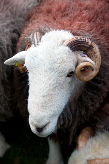 Caw Fell Herdwick - Lakeland Photos - Art Prints Caw Fell Herdwick