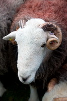 Levens, Westward, Ling Fell, Lupton, Herdwick Sheep Acrylic Paintings, Lakeland Herdy Artworks, Saint Sunday Crag, Herdwick Wall Art, Temple Sowerby, Dale Head, Lakeland Sheep, Arnside, Wetherlam, Green Gable, Scaleby, Broughton Beck, Herdwick Sheep Art Studio, Broom Fell, Herdwick Sheep, Newton Arlosh, Herdy Sketches, Binsey, Herdwick Sheep Oil Painting, Herdy Sketch, Herdy, Rossett Pike, Bannerdale Crags, Rannerdale Knotts, Ponsonby, Eel Crag (Crag Hill), Starling Dodd, Boltongate,  Lake District, Cumbria.