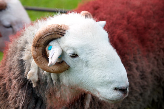 Cartmel Valley Lakeland Sheep