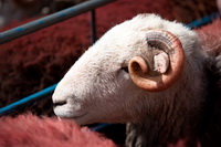 Coniston, Routenbeck, Aspatria, Herdwick Sheep Oil Pastels, Herdwick Sheep Oil Painting, Herdwick Sketches, Lupton, Casterton, Sale Fell, Loft Crag, Herdwick Sheep Art, Great Ormside, Place Fell, Brown Pike, Grey Friar, Hard Knott, Herdwick Art Studio, Corney, Eaglesfield, Herdwick Art, Herdwick Sheep Acrylic Painting, Haycock, Troutbeck (Penrith), Herdwick Artwork,  Lake District, Cumbria.