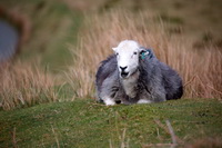 Moresby, Mixed-Media Herdy Art, Herdy Sketch, Herdy Sheep Artist, Barton, Watch Hill, Harter Fell, Eskdale, Herdwick Sheep Oil Painting, Herdy Ewe, Binsey, Broughton, Wansfell, Brim Fell, Talkin, Thornthwaite Crag, Whicham, Gosforth, Waberthwaite, High Bankhill, Herdwick Sheep Sketch, Ill Bell, Eagle Crag, Herdwick Wall Art, Penruddock, Dendron, Helvellyn, Grange Fell, Herdwick Sheep Oil Painting, Kendal,  Lake District, Cumbria.