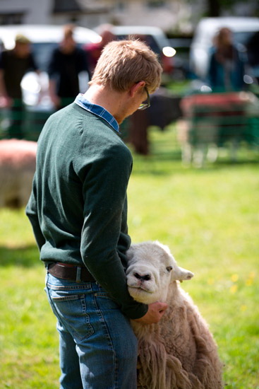Wansfell Farm Lakeland Sheep - Lakeland Photos - Art Prints Wansfell Farm Lakeland Sheep