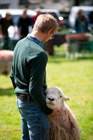 High Street, Threlkeld, Silloth, Herdwick Sheep Oil Pastels, Hindscarth, Herdwick Sketch, Patterdale, Herdwick Sheep Art, Helton, Newton Reigny, Milburn, Middle Fell, Barton, Ings, Blencathra, Longlands Fell, Rosthwaite Fell, White Side, Herdwick, Herdwick Sheep Acrylic Painting, Holme, Herdwick Company, Mungrisdale Common, Herdies,  Lake District, Cumbria.