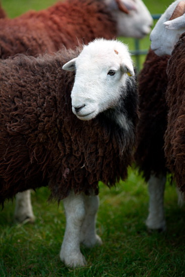 Newbiggin-on-Lune Herdwick