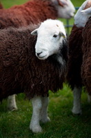 Herdwick Art Studio, Aglionby, Hartley, Firbank Fell, Ullscarf, Herdwick Sheep Oil Painting, Crinkle Crags, Garrigill, Great Cockup, Herdies, Kirkland (Penrith), Hayton (Brampton), Applethwaite, Place Fell, Bardsea, Irthington, Herdwick Art, Haverthwaite, Herdwick Sketches, Barrow, Herdwick Sheep, Herdwick Sheep Oil Painting, Brae Fell, Scotby, Herdwick, Gilsland, Grange Fell, Lakeland Sheep, Stainton With Adgarley,  Lake District, Cumbria.