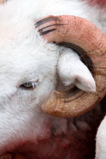 Base Brown Lake district Sheep
