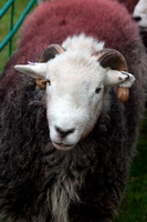 Hart Crag, Herdwick Sheep Prints, Scoat Fell, Natland, Brown Pike, Herdwick Artwork, Rampside, Helm Crag, Herdy Sketches, Herdwick Sheep Oil Painting, Barrow, Longtown, Bouth, Wiggonby, Herdwick Sheep Art, Ings, Barf, Herdwick Sheep Art Studio, Herdy Sheep Artist, St. Bees, Fleetwith Pike, Herdy, Ayside, Herdy Ewe, Arnison Crag, Grey Crag, Calder Bridge, Buttermere, Fellbarrow, High Raise,  Lake District, Cumbria.