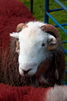 Bleaberry Fell, Sallows, Drumburgh, Colton, Herdwick Sheep Prints, Froswick, Grey Crag, High Newton, Scar Crags, Bampton Grange, Bakestall, Herdwick Sketch, Herdies, Herdwick, Sedgwick, Broughton Mills, Endmoor, Herdwick Sheep Sketch, Loadpot Hill, Herdwick Drawings, Herdwick Art, Embleton, Old Hutton, Milnthorpe, Great Crag, Red Pike (Wasdale), Herdwick Sheep Oil Painting, Carrock Fell, Hartsop above How, Herdwick Sheep Art, Fleetwith Pike, Gleaston,  Lake District, Cumbria.