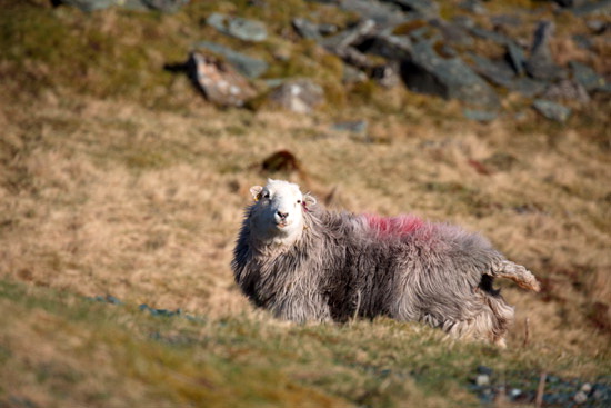 Oxenholme Field Lakeland Sheep - Lakeland Photos - Art Prints Oxenholme Field Lakeland Sheep