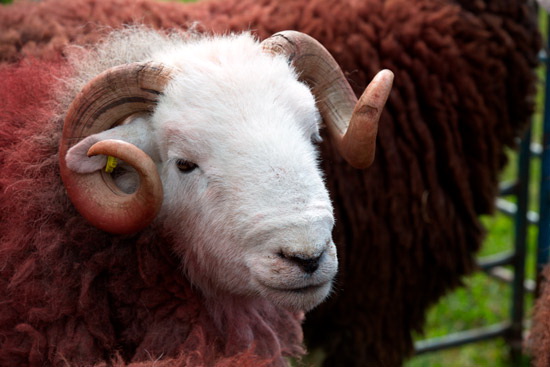 Little Mell Fell Lake district Sheep