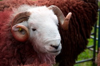 Great Mell Fell, Sergeant Man, Hallbankgate, Herdwick Sheep Acrylic Painting, Storth, Herdwick Sheep Oil Pastels, Little Langdale, Barrow-In-Furness, Bothel, Herdwick Ewe, Briery, Herdwick, Herdwick Art Studio, Ayside, Herdwick, Herdwick Company, Lakeland Sheep, Beda Fell, Gowbarrow Fell, Blencathra, Pillar, Yewbarrow, Herdwick Sheep Oil Painting, Newbiggin (Brampton), Herdwick Sheep Art, Herdwick Sheep Prints, Hale,  Lake District, Cumbria.