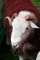 Herdwick, Arlecdon, Ill Bell, Hale, Herdy Sketch, Staveley (Kendal), Shipman Knotts, Herdy Sketches, Knott, Blencathra, Little Hart Crag, Cleator Moor, Herdwick Sheep Art, Herdwick Wall Art, Steel Knotts, Bowscale, Causey Pike, Robinson, Santon Bridge, Bridekirk, Silver How, Sebergham, Hard Knott, Herdwick Sheep Sketch, Herdy Art,  Lake District, Cumbria.