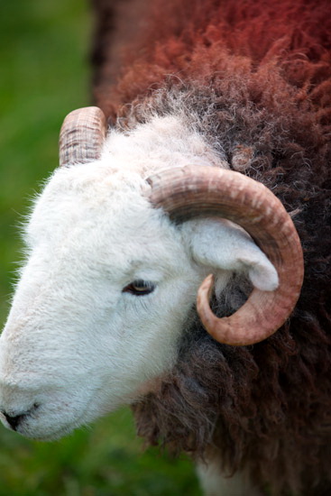 Black Combe Lake district Sheep - Lakeland Photos - Art Prints Black Combe Lake district Sheep