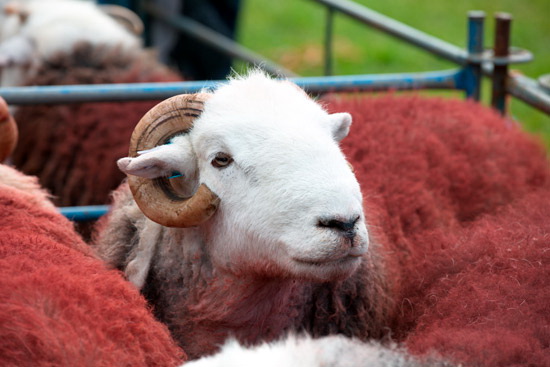 Orton Lake district Sheep