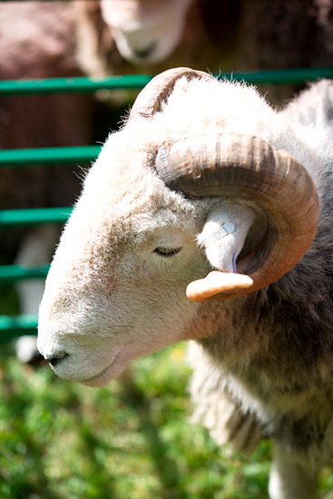 Troutbeck (Penrith) Valley Herdwick Sheep