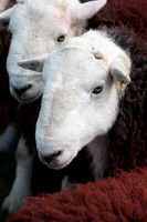 Herdwick Company, Herdwick Drawings, Calf Crag, Cumwhinton, Herdwick Ewe, Herdwick Sketches, Herdwick Sheep Art, Herdies, Holme St. Cuthbert, Bowscale Fell, Silver How, Herdwick Art, Cold Pike, Scar Crags, Herdwick Art Studio, High Raise, Herdwick Sheep, Hartsop, Herdwick Sheep Oil Painting, Great Crag, Eel Crag (Crag Hill), Nateby, Bouth, Ulpha, Great Crosthwaite, Seaton, Black Combe, Castle Crag, Cartmel, Brough, Millom, Kirkhouse, Red Pike (Buttermere),  Lake District, Cumbria.