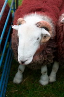 Herdwick Sheep Prints, Causey Pike, Herdwick Sheep Oil Painting, Buttermere, Port Carlisle, Parton, Raise, Kirkby Stephen, High Street, Hen Comb, Hayton (Brampton), Herdy, Herdwick Sheep, Herdwick Sheep Oil Painting, Colby, Herdy Wall Art, Gamblesby, Lake District, Wiggonby, Whitfell, Black Fell, Nenthead, Red Screes, Martindale, Herdwick Sheep Art, Mardale Ill Bell, Heron Pike, Heversham, Lank Rigg, Great Ormside, Lakeland Herdy Artworks,  Lake District, Cumbria.