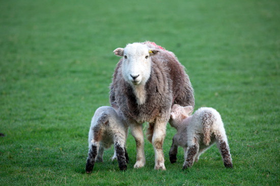 Great Sca Fell Lakeland Sheep