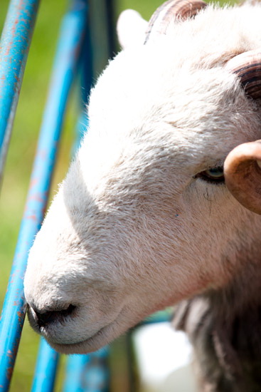 Skelton Lake district Sheep - Lakeland Photos - Art Prints Skelton Lake district Sheep