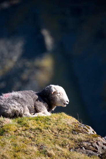 Pike of Blisco Farm Herdwick Sheep