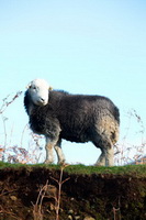 Black Combe, Bolton, Herdwick Sheep Oil Painting, Scotby, Herdwick Sheep Art Studio, Base Brown, High Stile, Parsonby, Herdwick Drawings, Branthwaite (Workington), Skelwith Bridge, Herdwick, Kentmere, Elterwater, Ravenglass, Lakeland Sheep, Herdy Wall Art, Sale Fell, Tarn Crag (Easedale), Lank Rigg, Dove Crag, Arnison Crag, Lakeland Herdy Artworks, Lingmoor Fell, Stonethwaite, Bonscale Pike, Herdwick Sheep Prints, Leasgill, Frizington,  Lake District, Cumbria.
