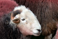 Barf, Ill Bell, Herdwick Sheep Sketch, Calf Crag, Cark (Cartmel), Herdwick, Rockcliffe, Herdwick Sheep Art, Green Gable, Herdwick Sheep Oil Pastels, Herdy Art, Lakeland Sheep, Renwick, Herdwick Sheep Prints, Leasgill, Holmrook, Blindcrake, Fleetwith Pike, Grey Friar, Cliburn, Herdwick Sheep Art Studio, Wythop Mill, Skiddaw, Moor Row, Lakeland Herdy Artworks, Whitbeck, Crosby-on-Eden, Bolton, Herdies, Great Dodd, Herdwick Sheep Acrylic Paintings,  Lake District, Cumbria.