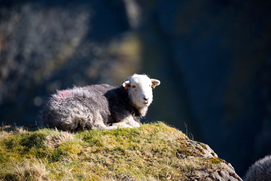Brisco Herdwick
