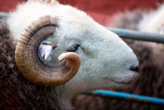 Houghton Farm Lakeland Sheep - Lakeland Photos - Art Prints Houghton Farm Lakeland Sheep
