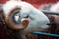 Herdwick Sheep Oil Pastels, Hartsop Dodd, Arnison Crag, Askam in Furness, Lakeland Sheep, Ayside, Place Fell, Nab Scar, Herdwick Sheep Acrylic Paintings, Rest Dodd, Rosthwaite Fell, Herdies, Hincaster, Blencathra, Heron Pike, Far Arnside, Herdwick Wall Art, Seathwaite (Borrowdale), Leece, Herdwick Sheep Art Studio, Yoke, Herdy Art, Herdwick Sheep Sketch, Herdwick, Herdy, Herdy Wall Art, Kirkcambeck, Kentmere, Harter Fell, Eskdale, Colby, Gibson Knott, Aspatria, Herdwick Sheep Art, High Raise,  Lake District, Cumbria.