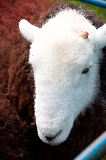 Brae Fell Farm Herdwick