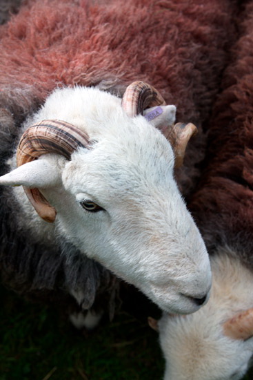 Applethwaite Valley Herdwick - Lakeland Photos - Art Prints Applethwaite Valley Herdwick