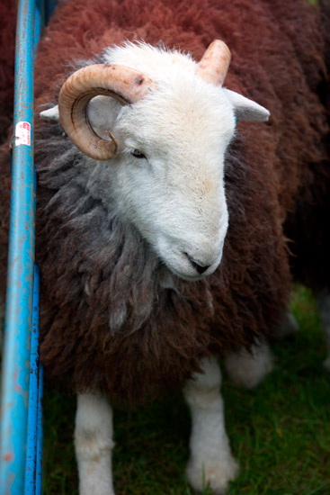 Whiteside Farm Lakeland Sheep