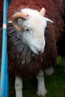 Moresby, Whiteside, Clough Head, Herdwick Sheep Oil Painting, Haverigg, Dollywaggon Pike, Bridekirk, Banks, Herdwick Sheep Oil Pastels, Herdwick Wall Art, Herdwick Sheep, High Rigg, Herdwick Sheep Prints, Roosebeck, Herdy Sheep Artist, Fellbarrow, Herdwick Sheep Oil Painting, Brockleymoor, Burton-in-Kendal, Shap, Broughton Moor, Herdwick, Muncaster Fell, Herdy Art, Gilcrux, Martindale, Herdy Wall Art, Armathwaite, Causey Pike, Lakeland Sheep,  Lake District, Cumbria.